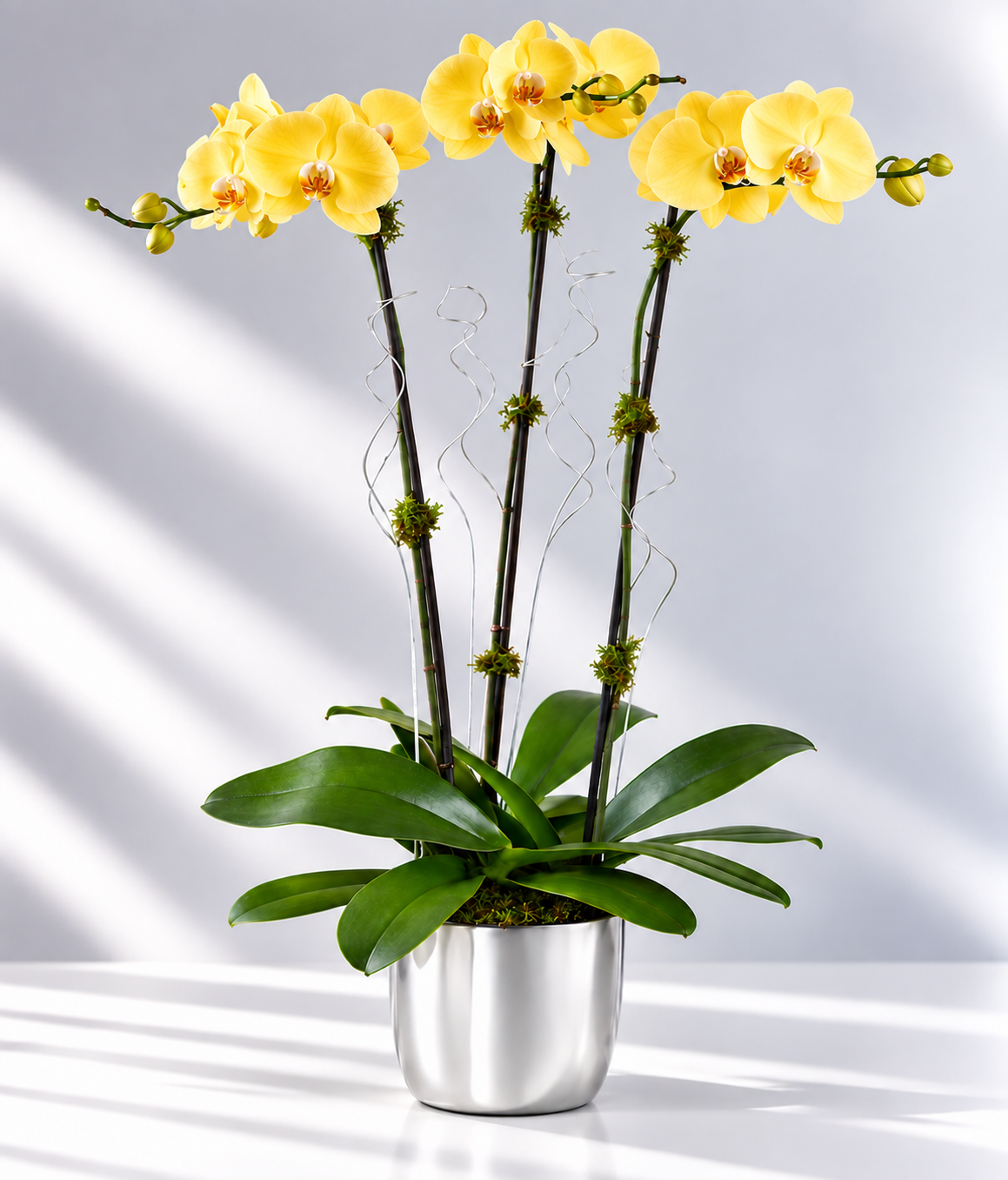 Triple Orchid