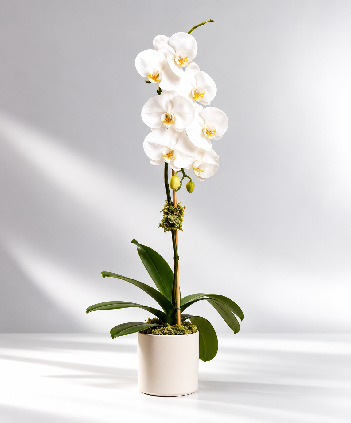 Single Orchid