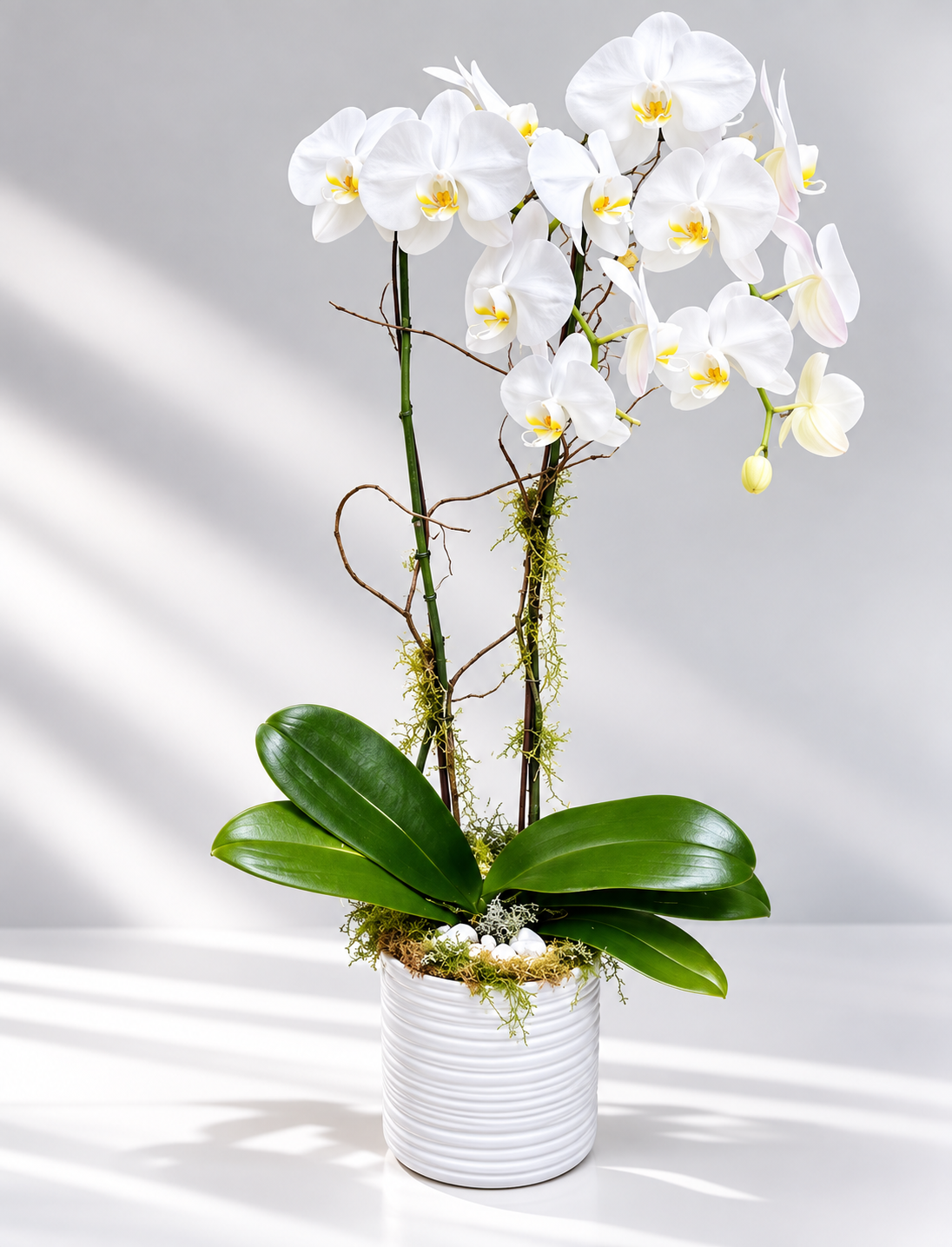 Double Orchid