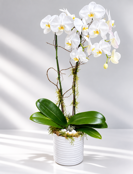 Double Orchid
