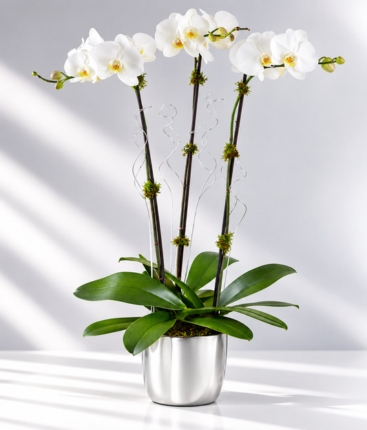 Triple Orchid