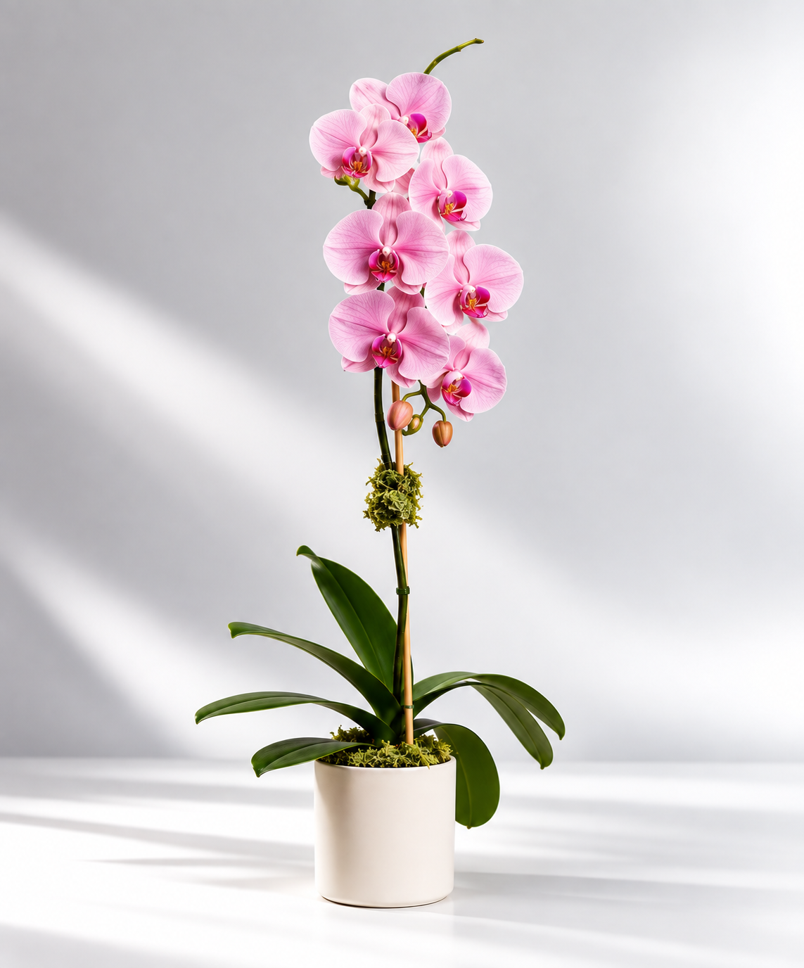 Single Orchid