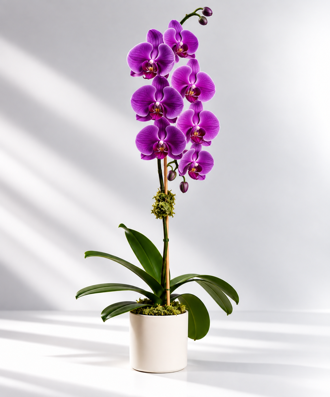 Single Orchid