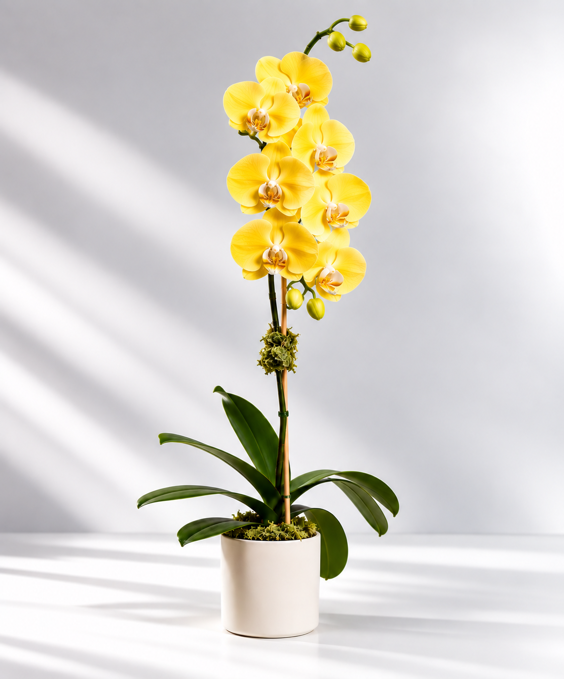 Single Orchid