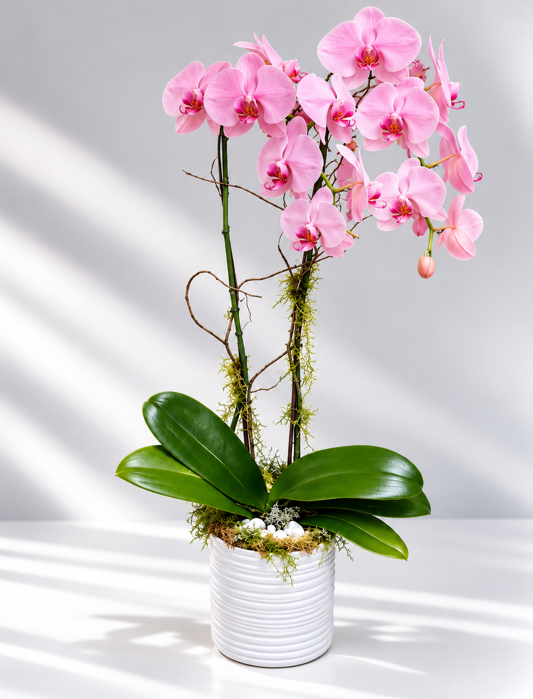 Double Orchid