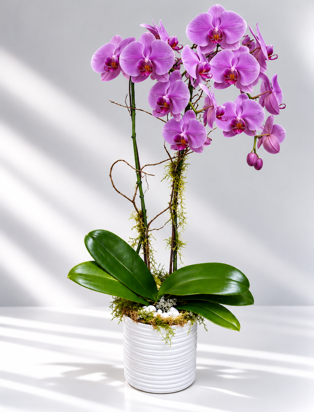 Double Orchid