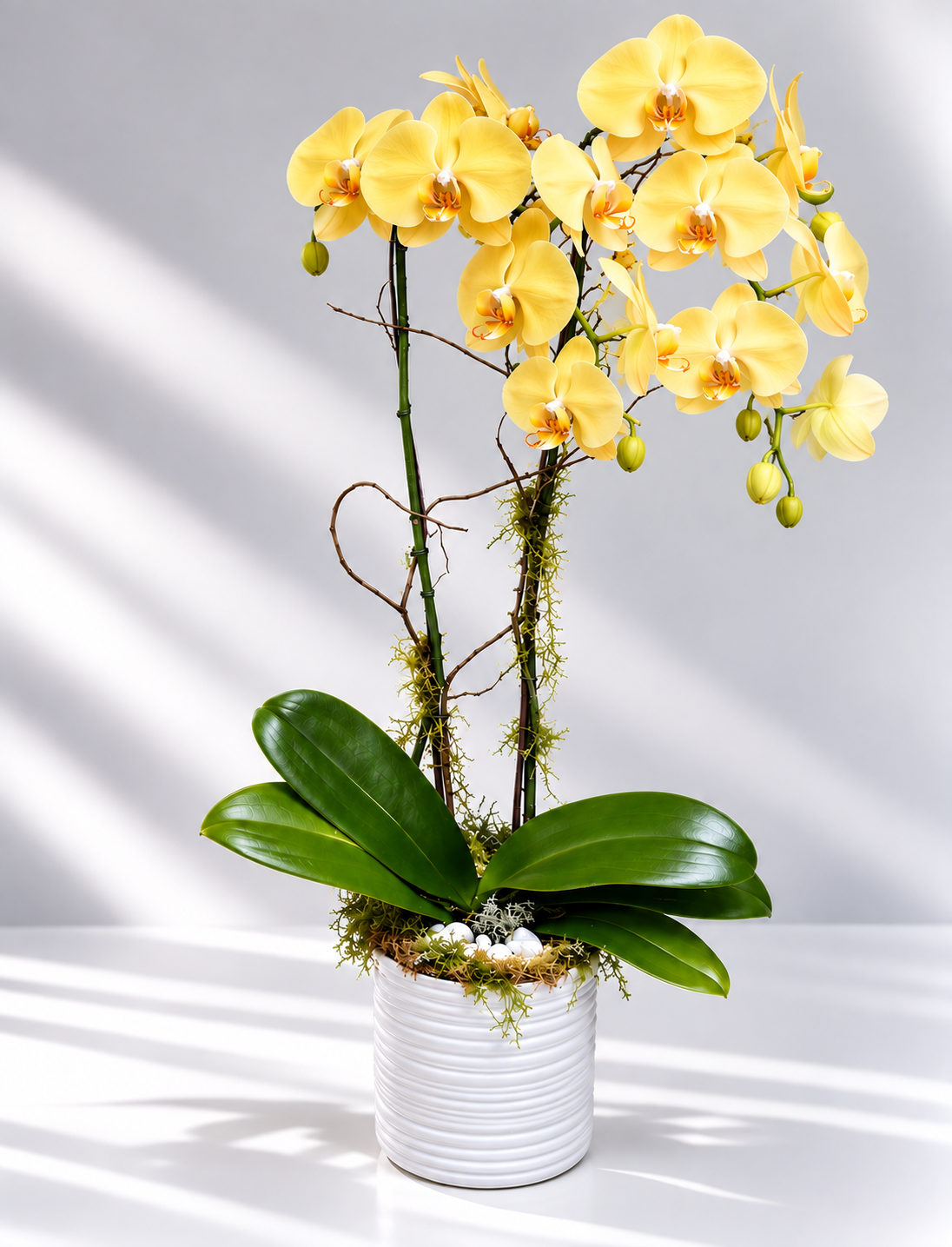 Double Orchid