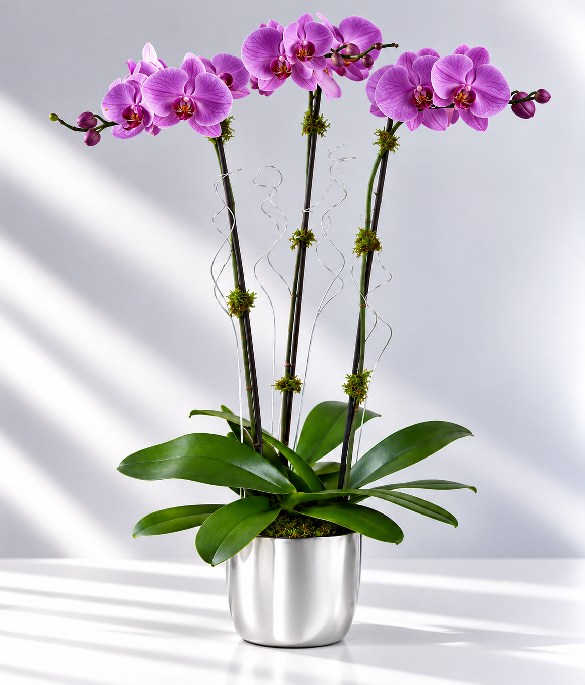 Triple Orchid