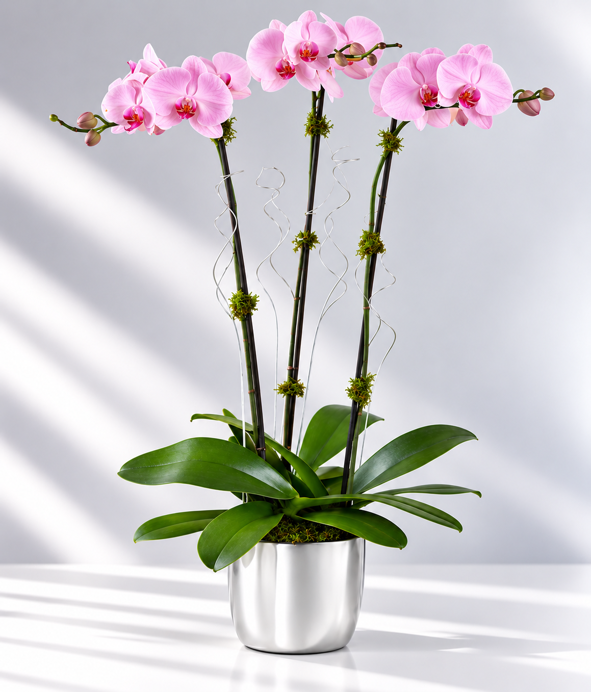 Triple Orchid